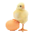 fi